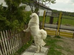 chosna_2_20211128_1760261734
